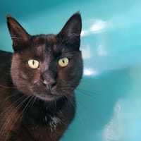 marcel, chat à adopter
