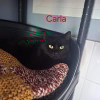 Carla, chatte à adopter