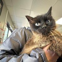 NEROBIS, chat à adopter