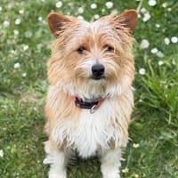 Cesar CAA15111, chien à adopter