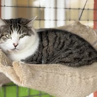 MISTY, chatte à adopter