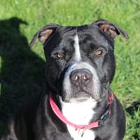 Gilbert, chien à adopter