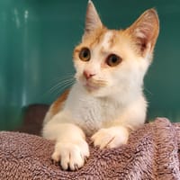 adrian, chat à adopter