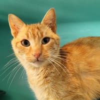 ulky, chat à adopter