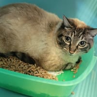 Fimou, chat à adopter