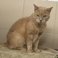 Donut's CAB5432, chat à adopter