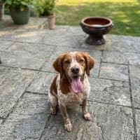 Kazu, chien à adopter