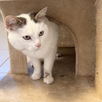 SMARTY, chat à adopter