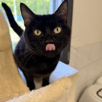 HADES, chat à adopter