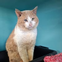 TEXAS, chat à adopter