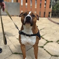 Drago, chien à adopter