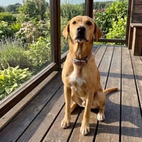 Djo, chien à adopter