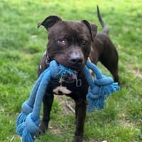 OAA19931 BULMA, chienne à adopter