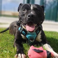 ATHENA VAA, chienne à adopter