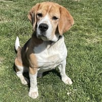 PACO, chien à adopter