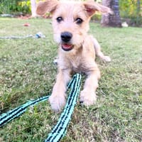 Noisette, la belle x Griffon, chienne à adopter