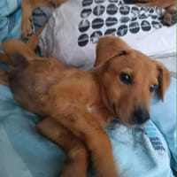 Milo le beau, chien à adopter