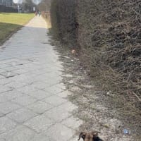 Freckles, pies do adopcji