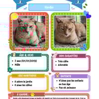 Djodjo, chat à adopter