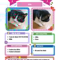 Milo, chat à adopter