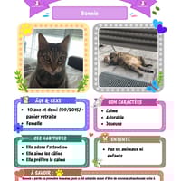 Bonnie, chat à adopter
