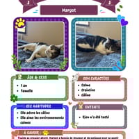 Margot, chatte à adopter