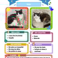 Hélys, chat à adopter