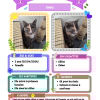 Fanta, chatte à adopter