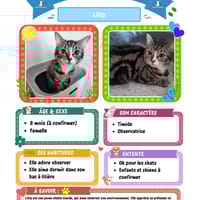 Litty, chat à adopter