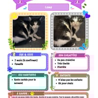 Lona, chat à adopter