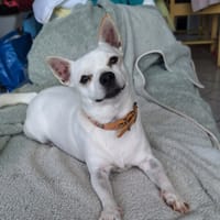 Poupi petite chihuahua pleine d'amour, chienne à adopter