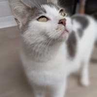 ZOE, chatte à adopter