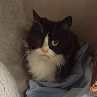 Frimousse Sauvagnon 18, chatte à adopter