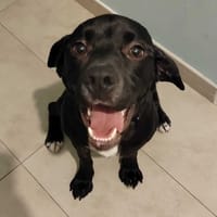 Atom, pies do adopcji