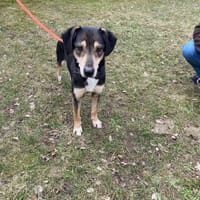 Andrzej, pies do adopcji