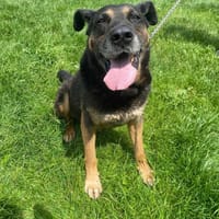 Albus, pies do adopcji