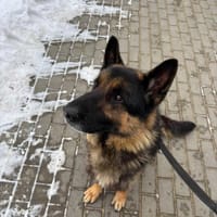 Kairo, pies do adopcji