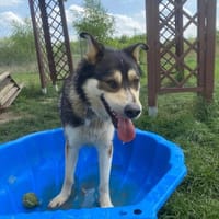 Kojak, pies do adopcji