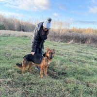 Burbon, pies do adopcji