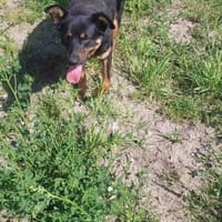 Loris, pies do adopcji