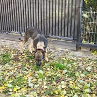 Niuniuś, pies do adopcji