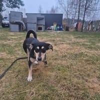 Kropulka, suczka do adopcji