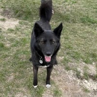 Heban, pies do adopcji