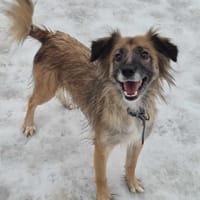 Krysia, suczka do adopcji