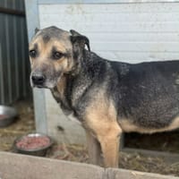 Gabin, chien à adopter