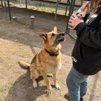 Zelek, pies do adopcji