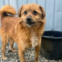 Muffin, chien à adopter