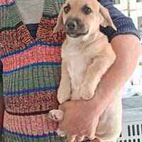 Lester, chien à adopter