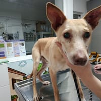 JOHN (Union Animal), chien à adopter