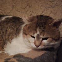 Rémi, chat à adopter